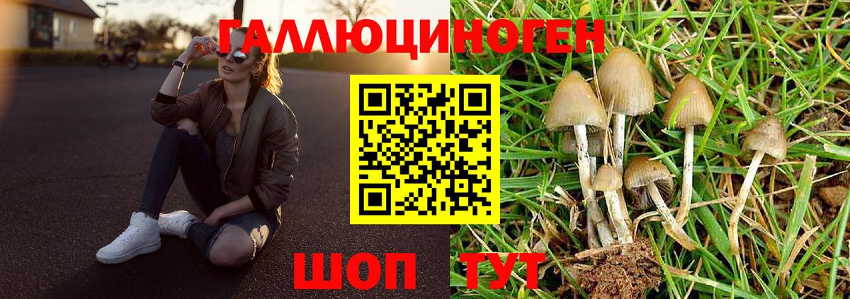 Галлюциногенные грибы Psilocybe Туапсе